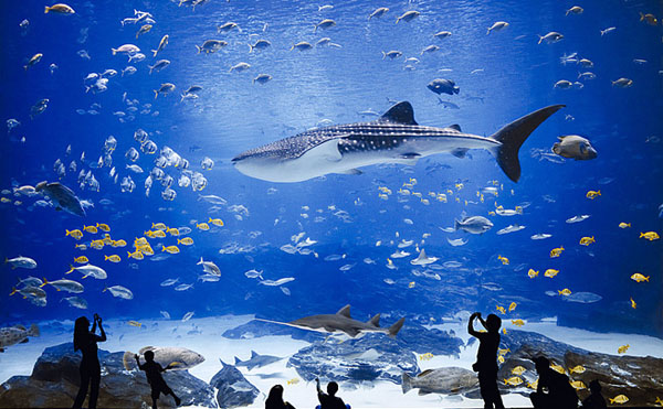 Georgia Aquarium Oceanarium